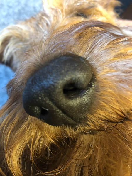 Ella
